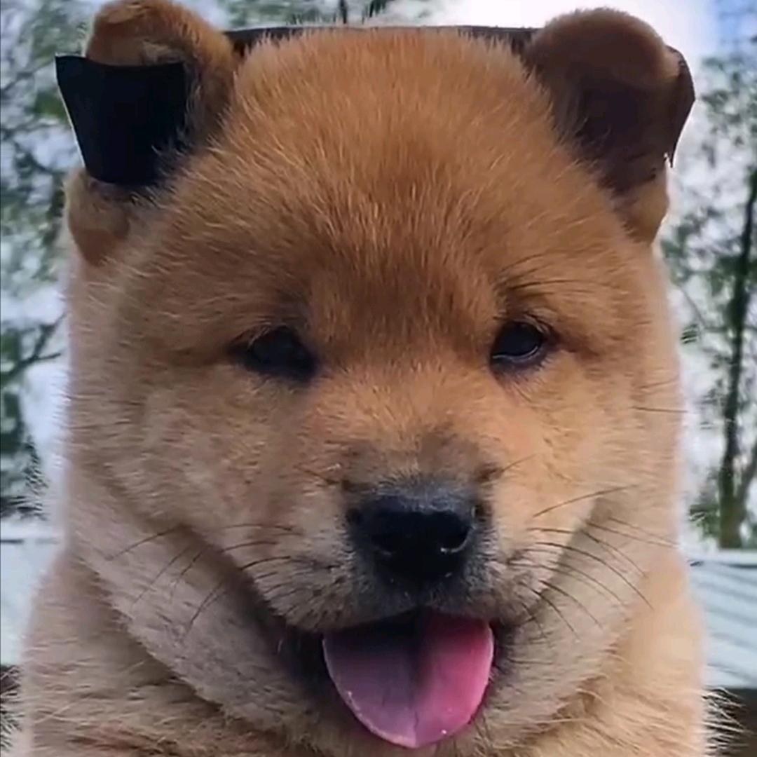 小伍乡下寻犬