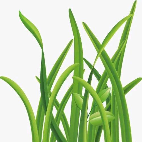 麦苗🎍⁸²²