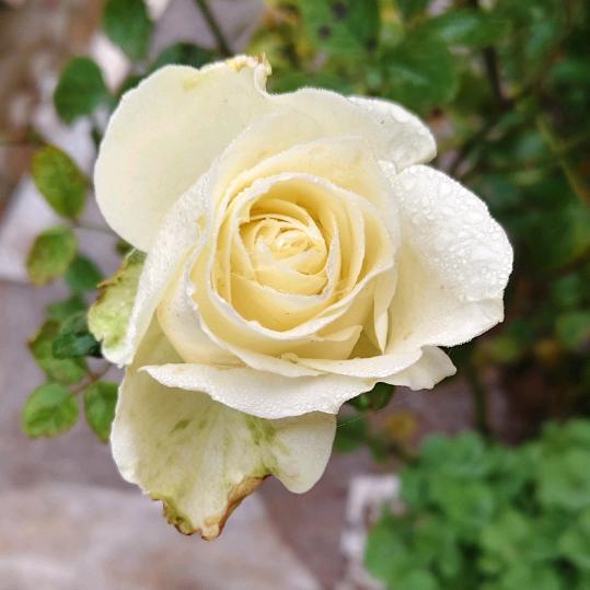 ღ᭄💞柠檬এ᭄࿐