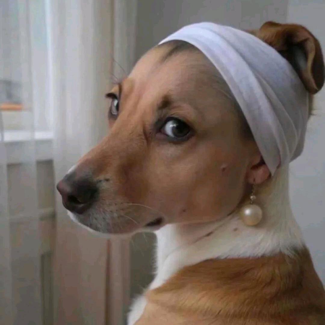 五只狗狗两只咪咪一只兔兔的宝妈🤣