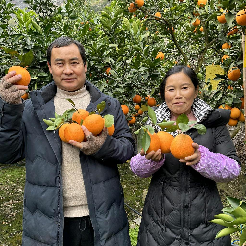 四川省凉山州雷波果园