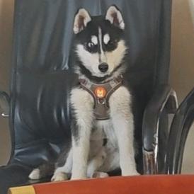 一只快乐的小土豆🥔