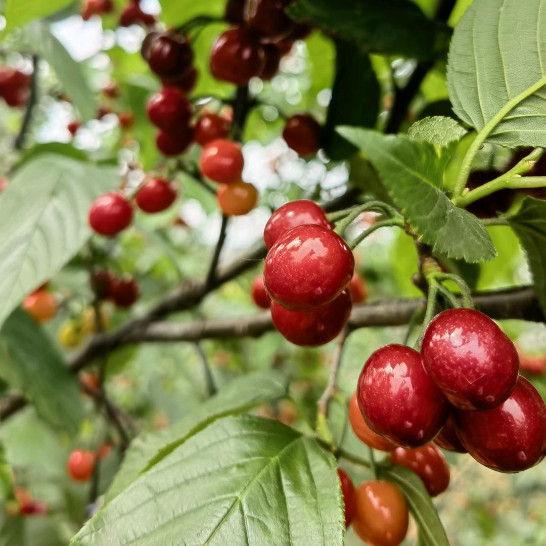 徐州朱砂樱桃采摘（2026年开园）🍒