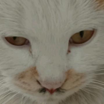 ۖิۣ ۣۣۖۖۖۖิۖิิۣۣۖۖิ
