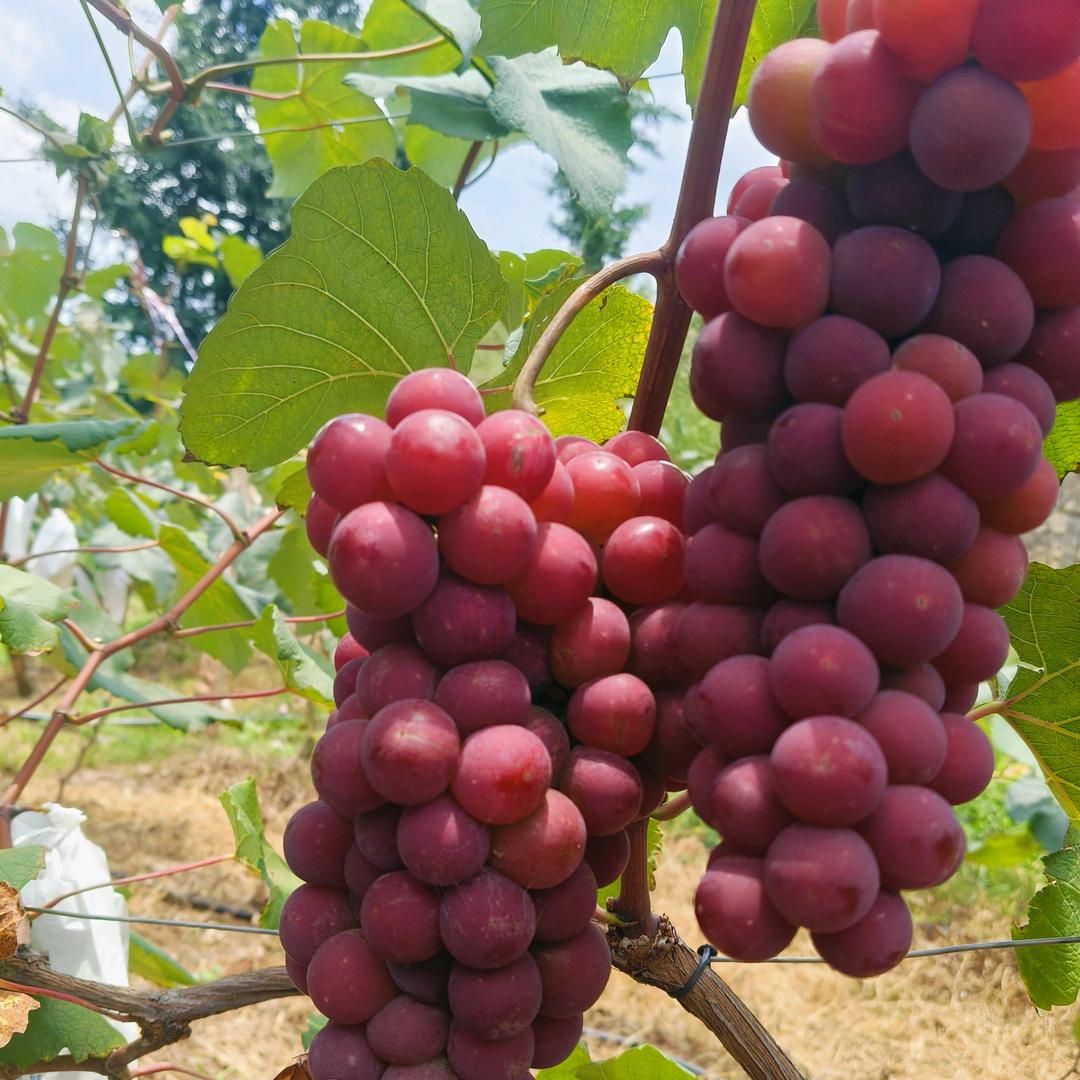 富源县红玫瑰葡萄