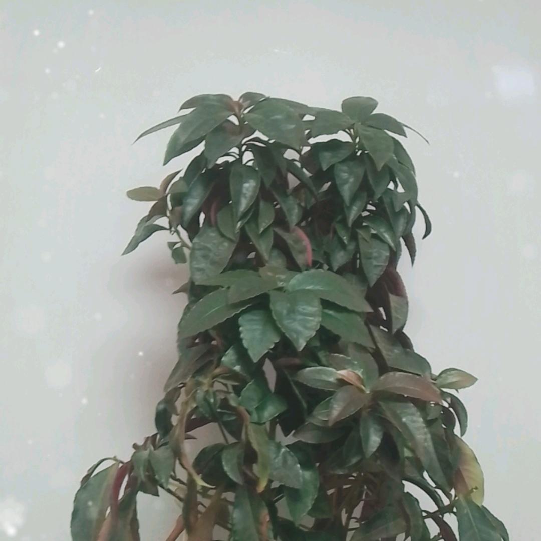 富贵子