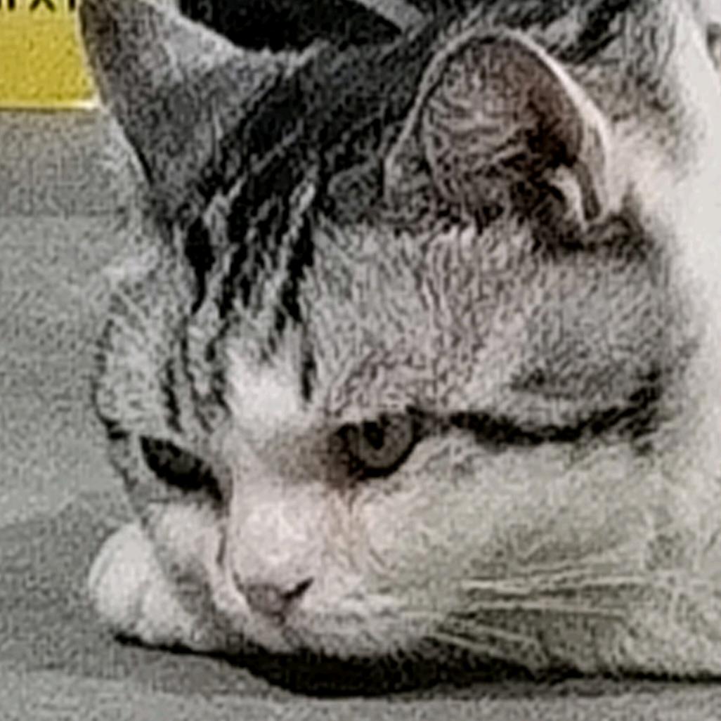 社恐的鼻涕  💦