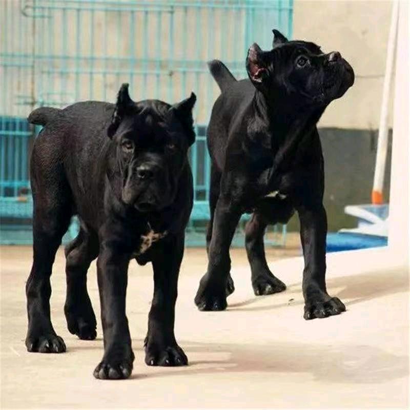卡斯罗幼犬（主页📱）