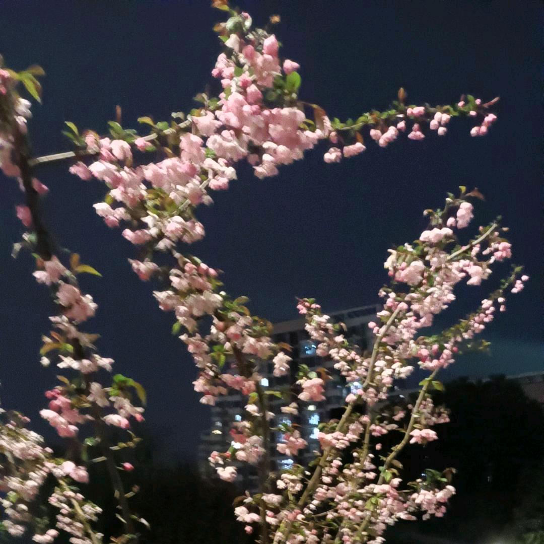 ᭄꧔₃岁💞ღ月🕊໑静ꦿₒ好᭄₂ຼ