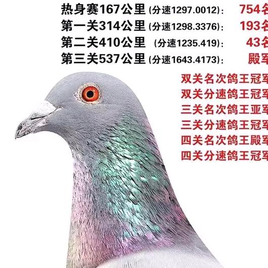 清风赛鸽
