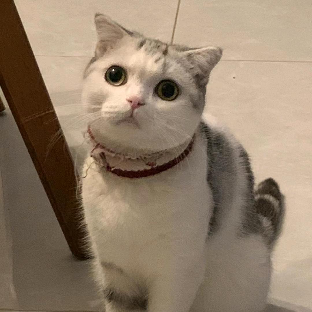 丑丑不丑