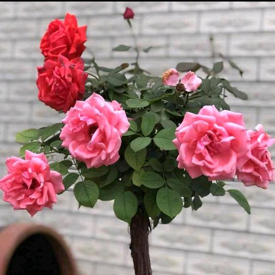 🌺往后余生🌺