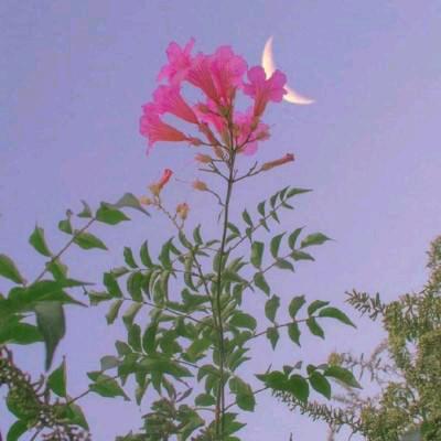 এ᭄月月ོꦿ࿐