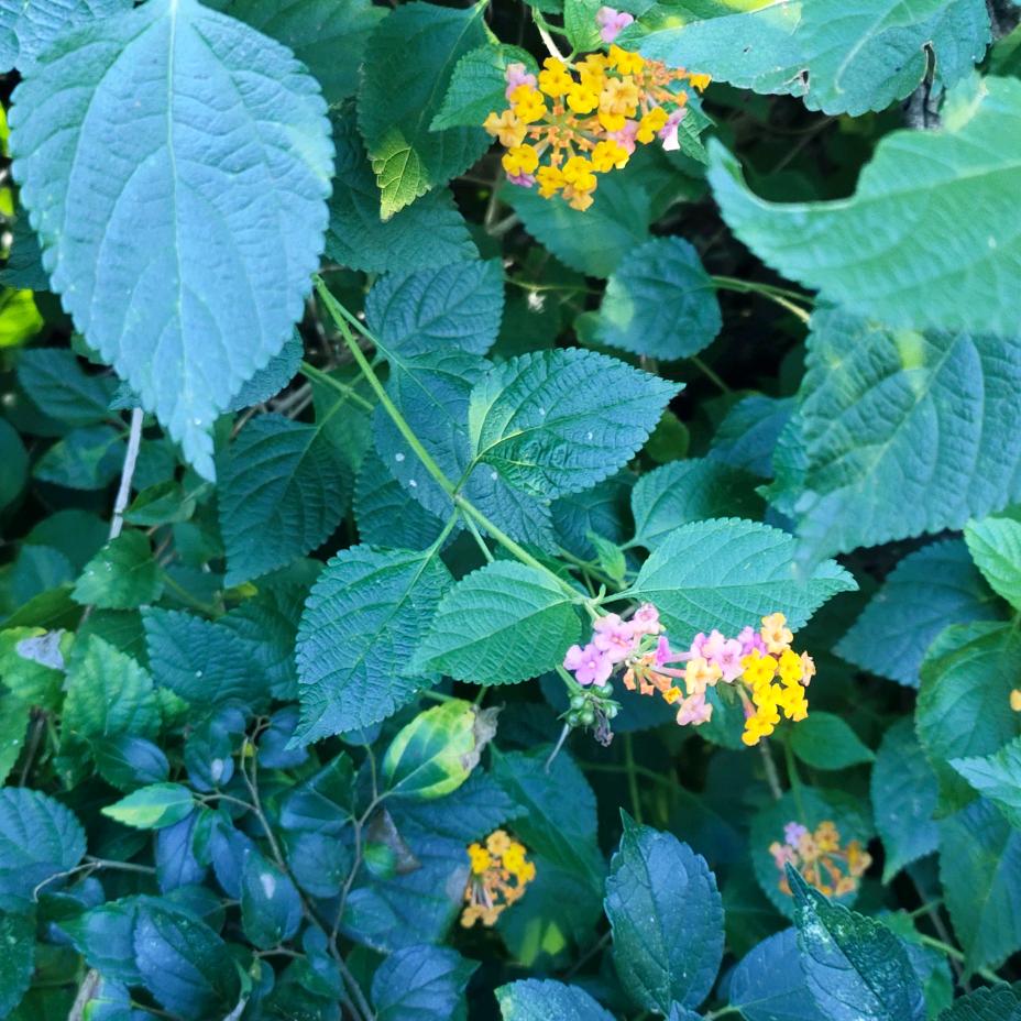 用户芳草地，吸引好运