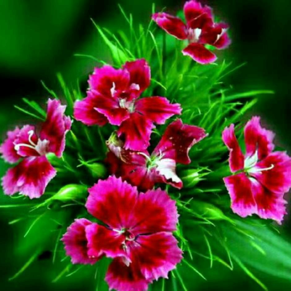 我是农村人王传刚