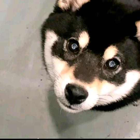 不吃茼蒿（见过庞博文版）