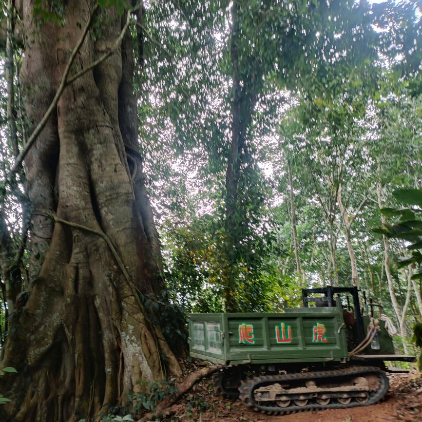 爬山虎小云小运