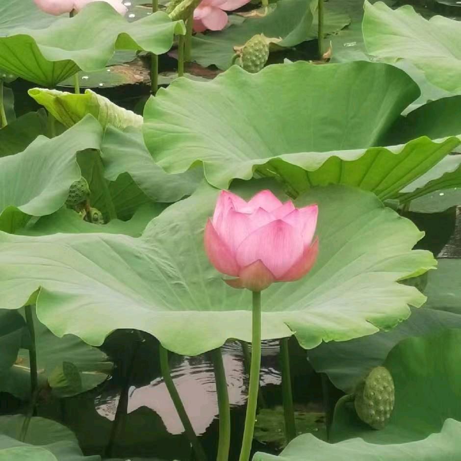 用户好人一生平安