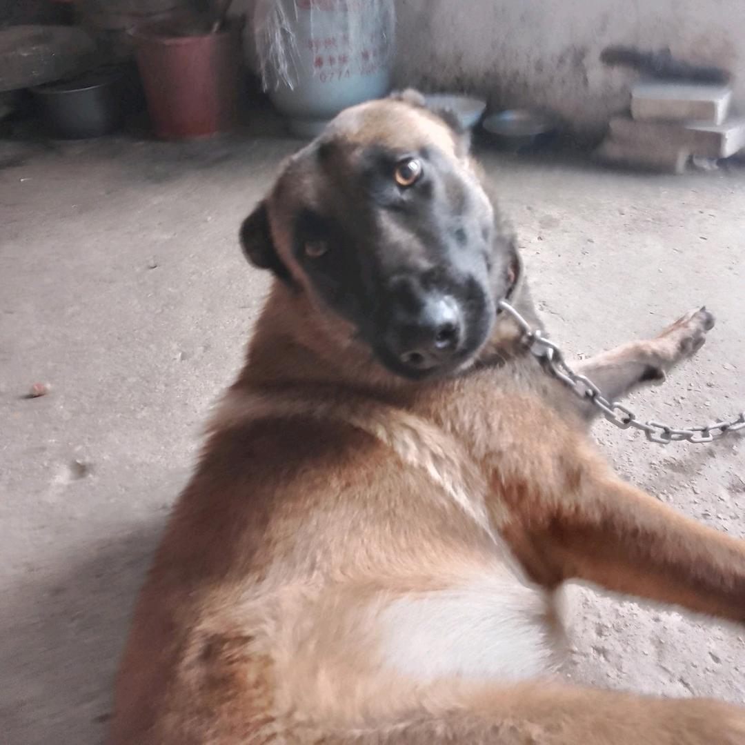 我家养狗,恶犬