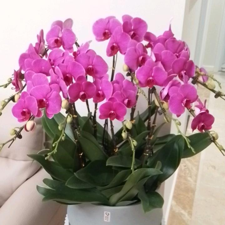 芳华