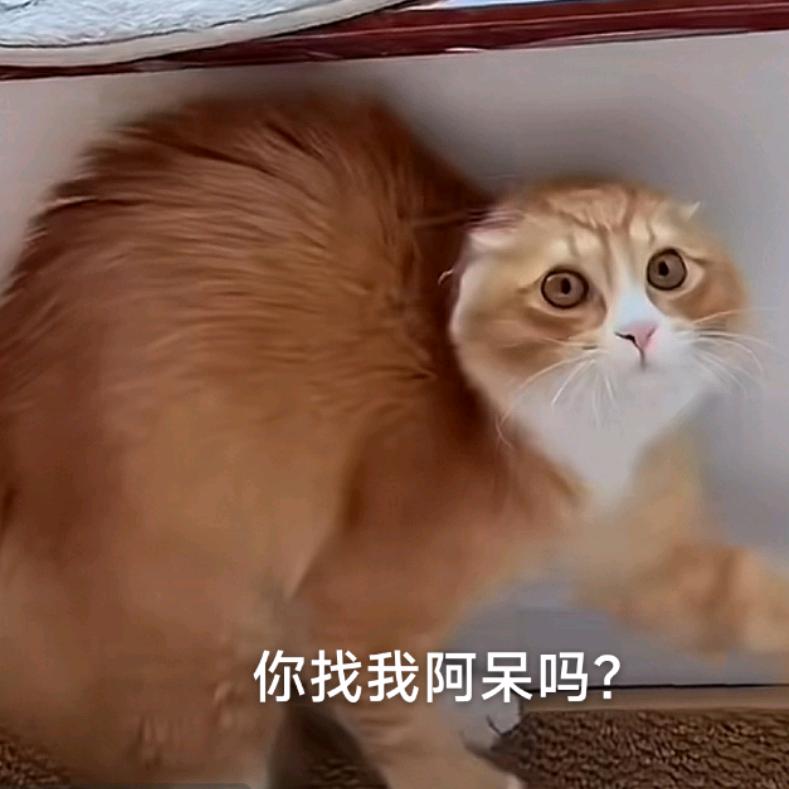 皮质醇重度过敏者