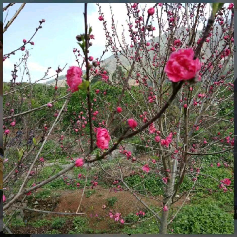 戴春萍