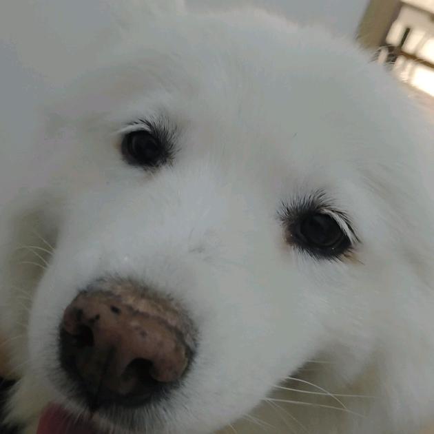 小美是条耶耶