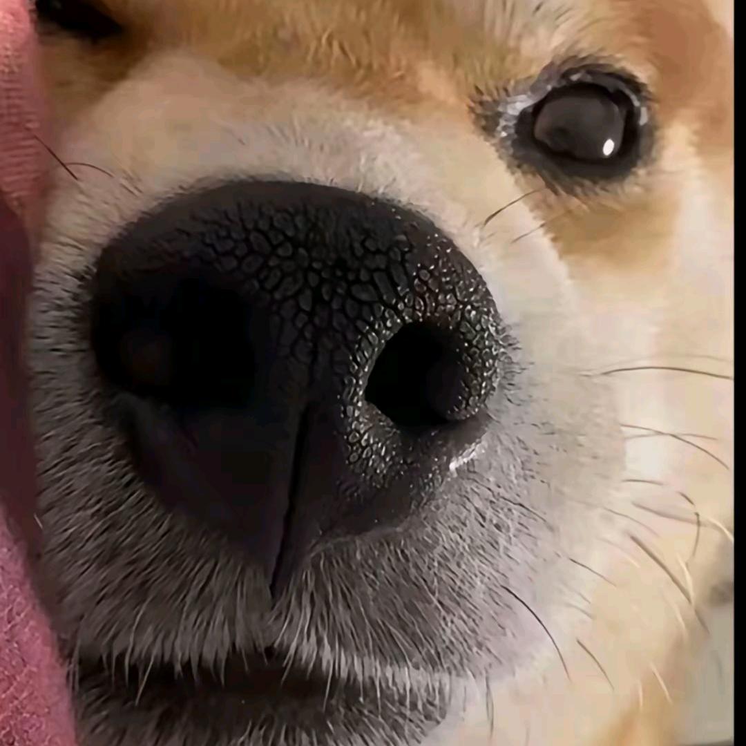 谁念我名谁怀孕