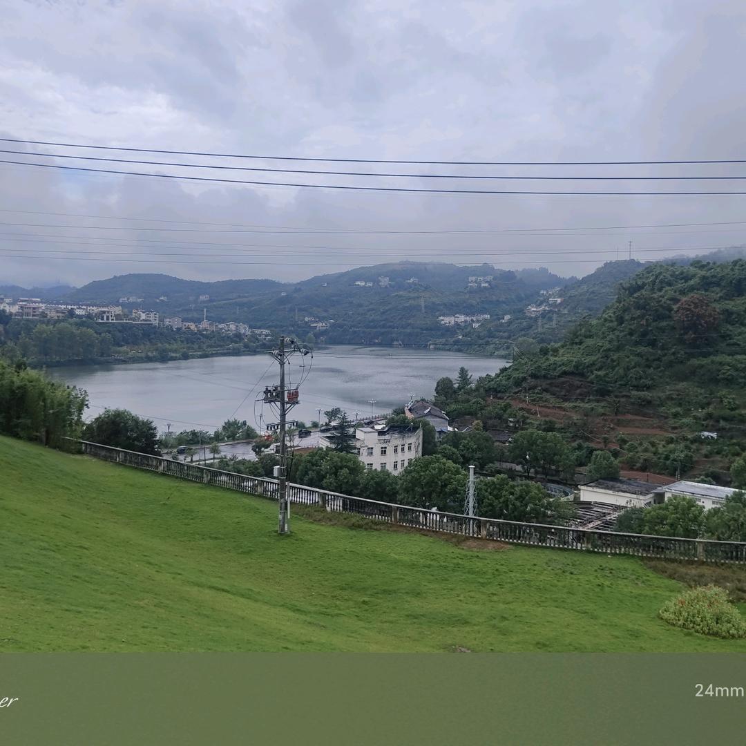 橄榄枝