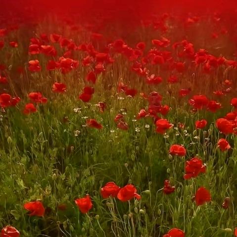 樱花草