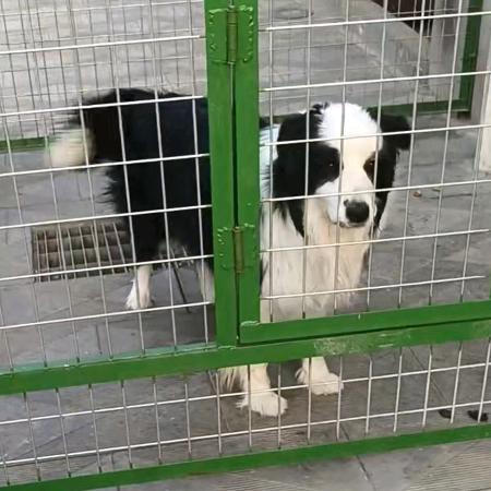 卖边牧的申公豹