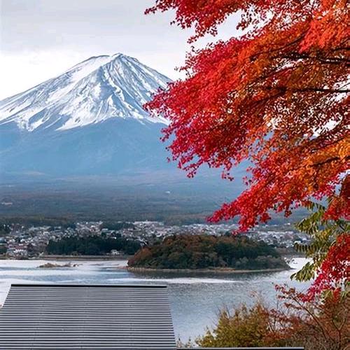 映山红