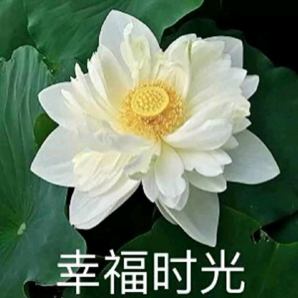 步华