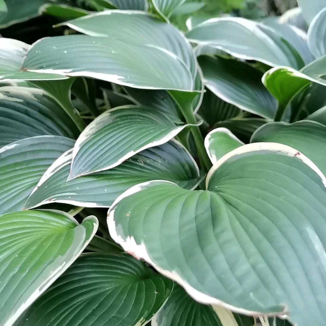 小仙景微景观