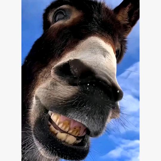 寄付的鞭打