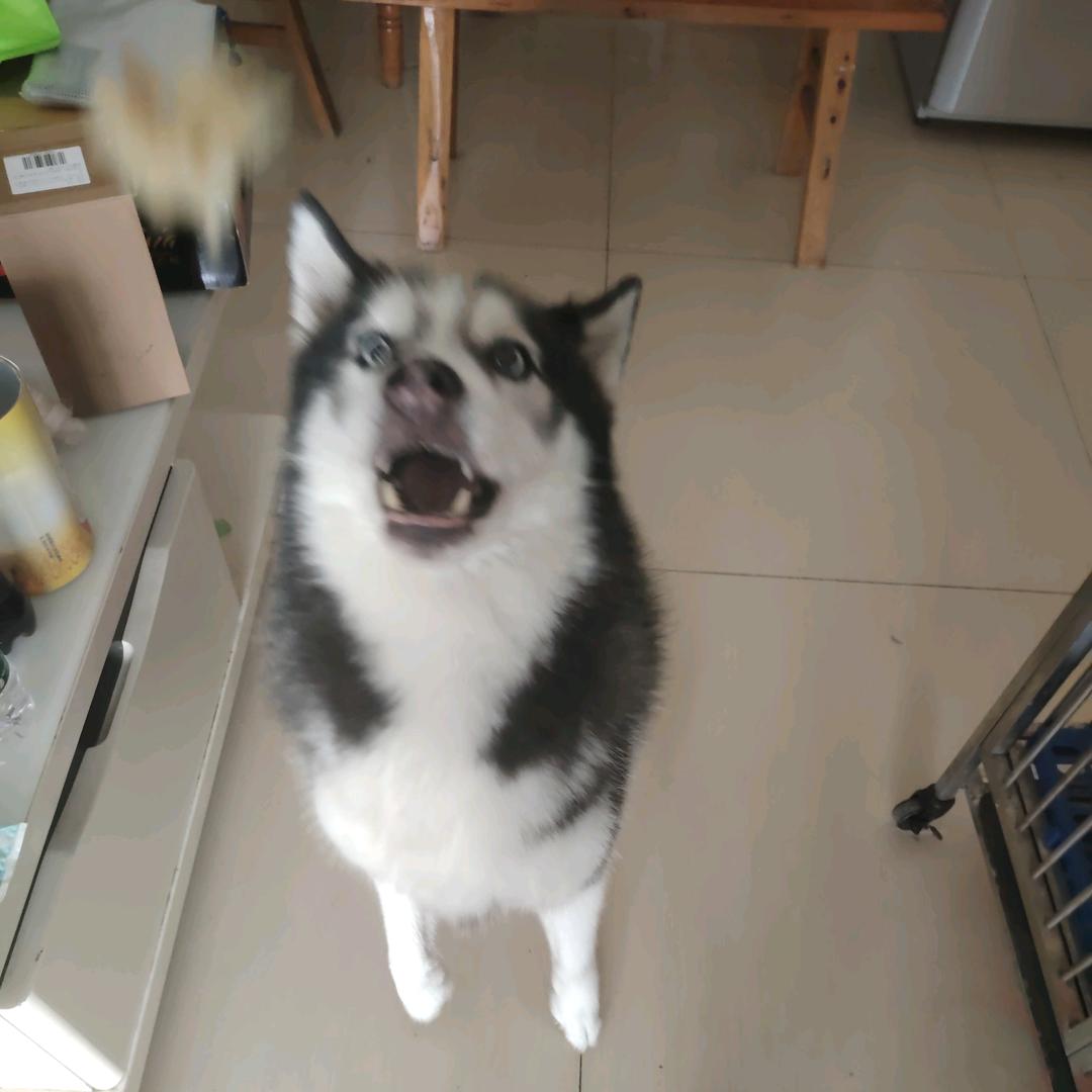 十三先生