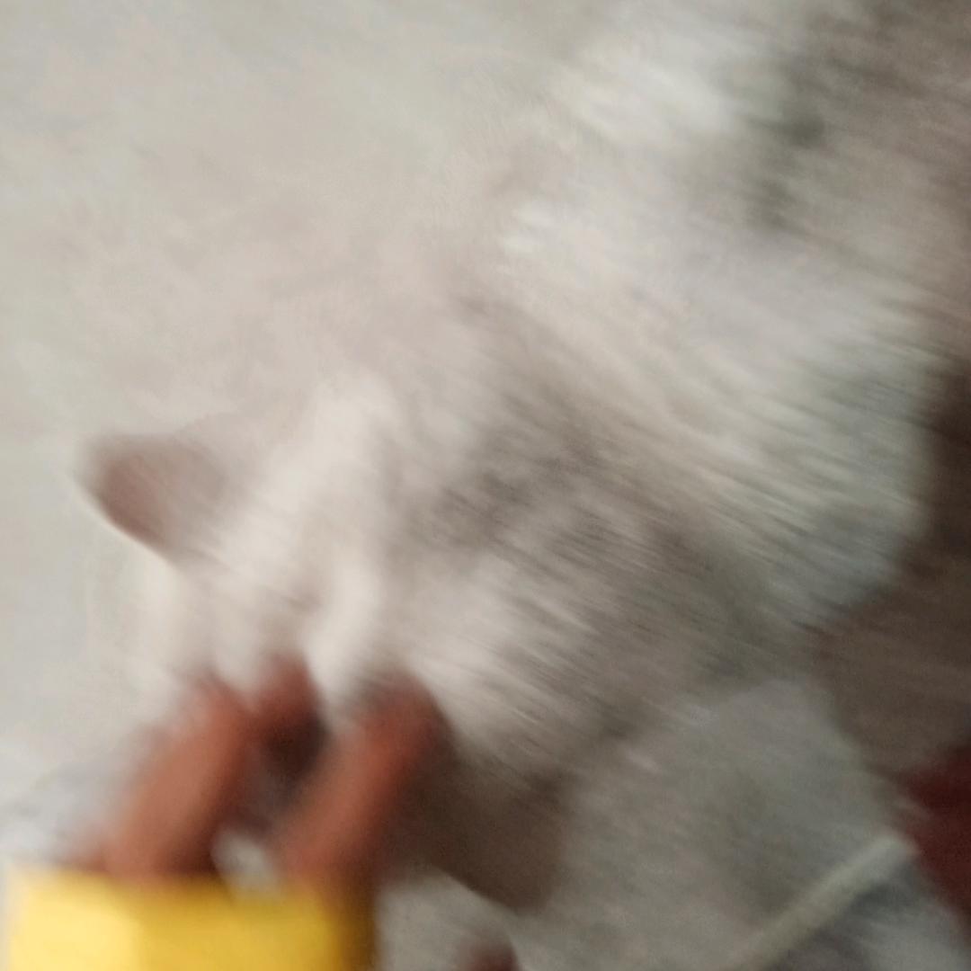 奶酱大头