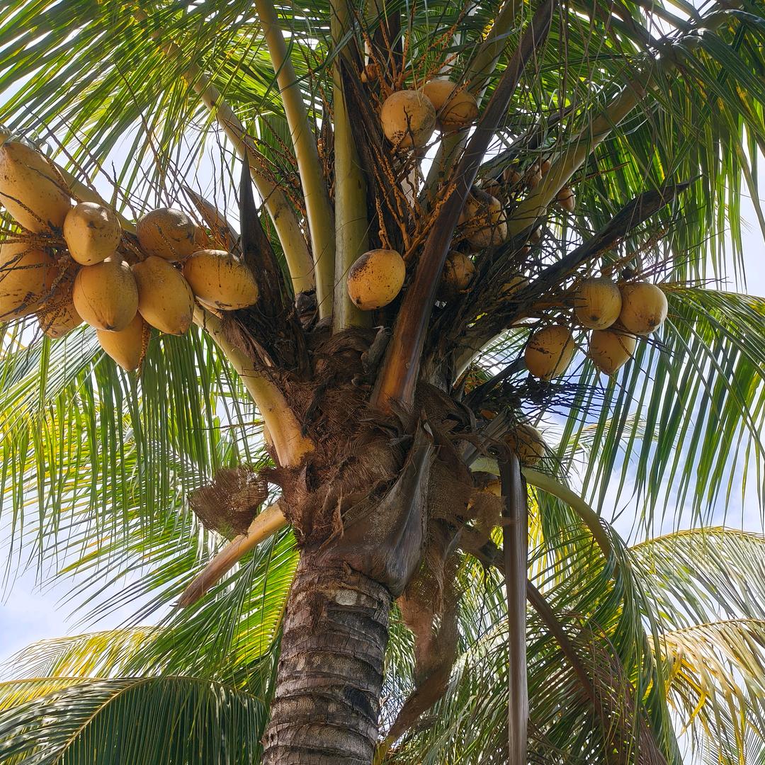 ✨💕ꦿ᭄柠檬🍋✨༉ᩚ᭄