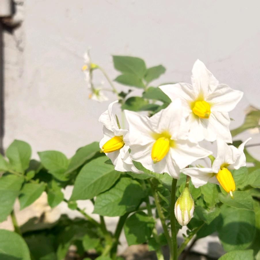 想跟儿子去上学