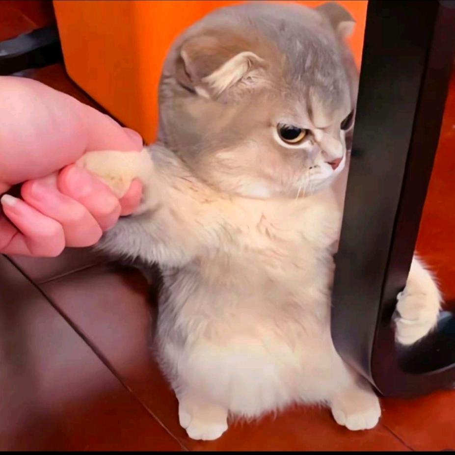 不爱吃鱼的猫👿
