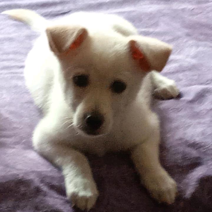 想你的时候问月亮