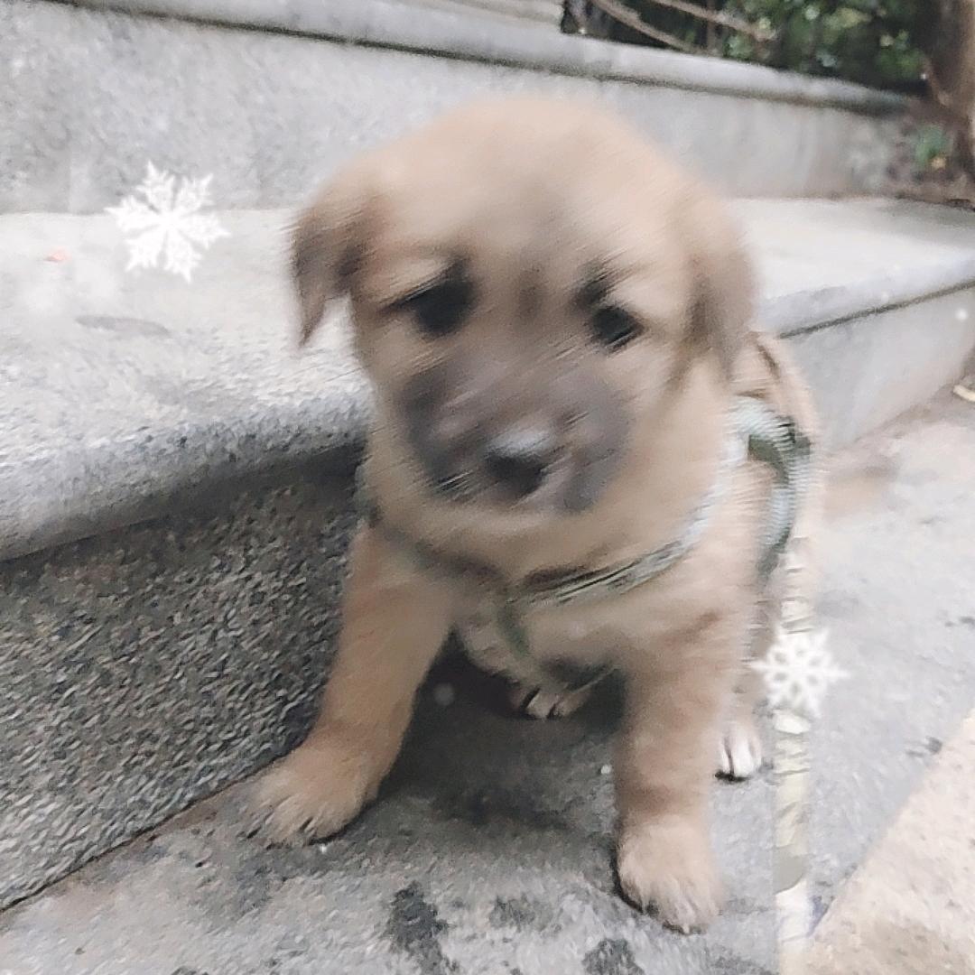 苦逼的养狗人(与朋友一起养狗)