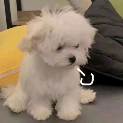 小仙不见宝