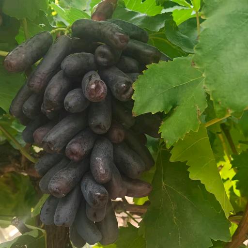 💕ღ᭄ꫛ劉在心衷💞