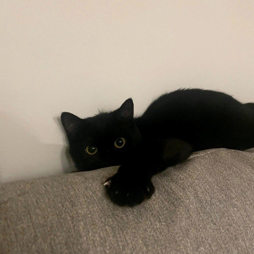 树上有只猫