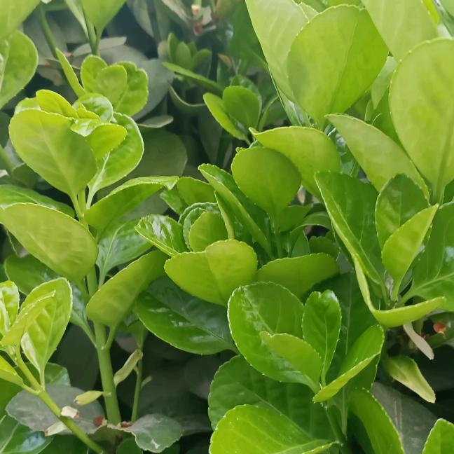 雨润清荷