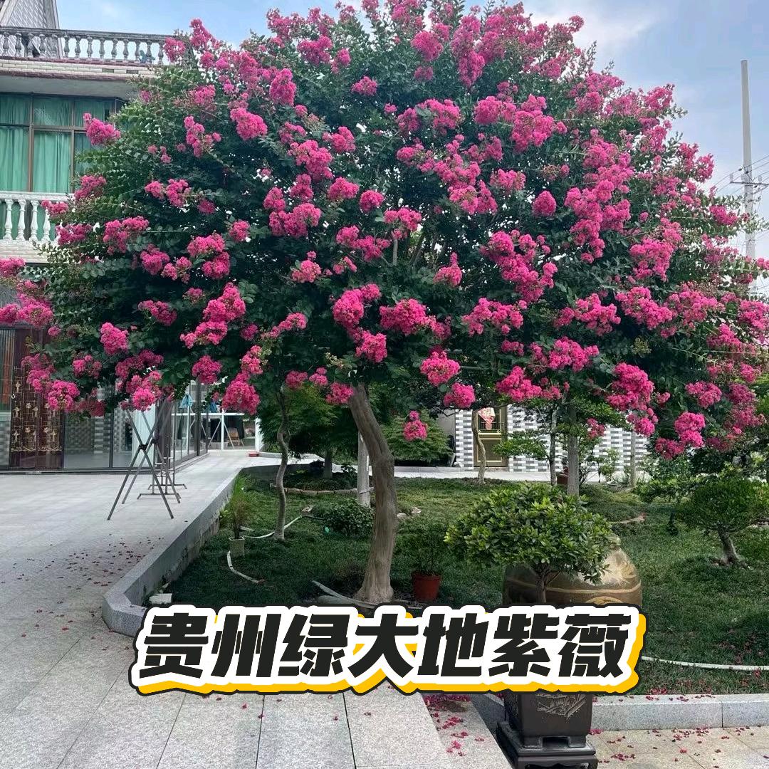 绿大地苗木种植场
