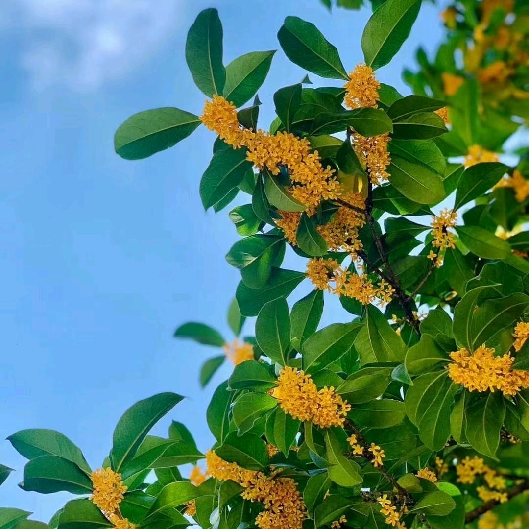 慧慧 .