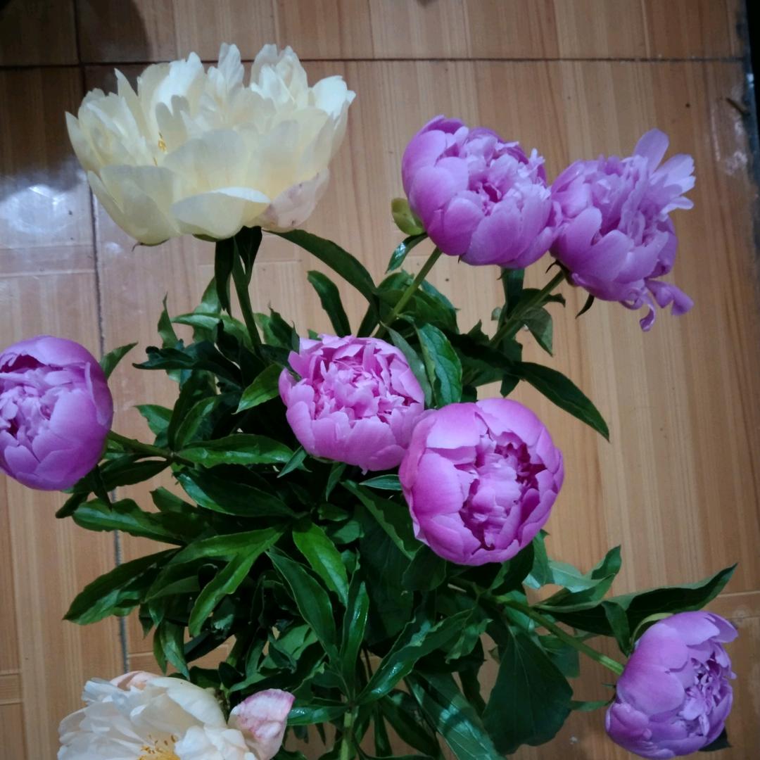 眉梢'那片情'