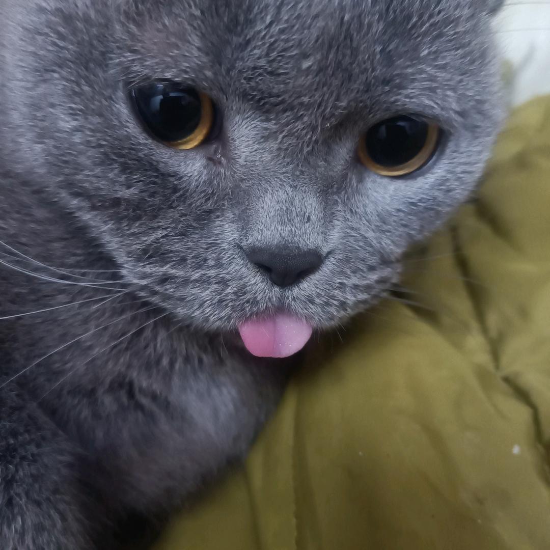 平哥好物